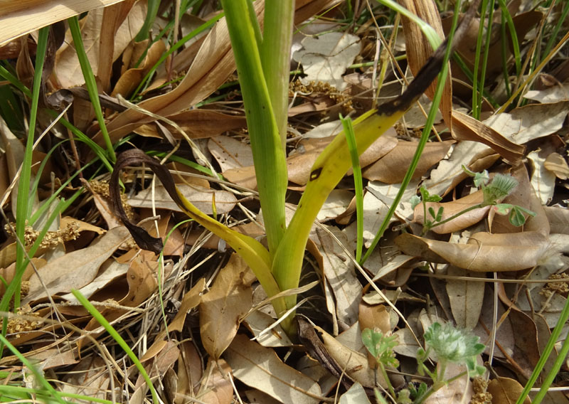 Serapias vomeracea - Gargano (FG)